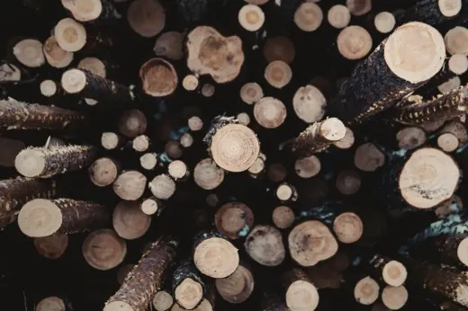 Serie: Die Baumprofis