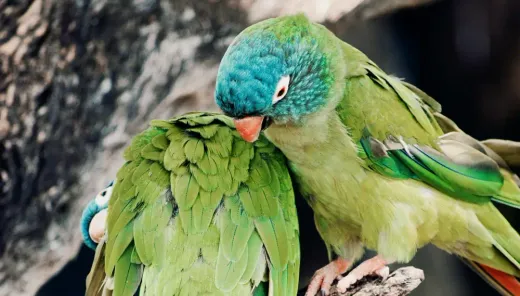 Papageien-Partnerbörse