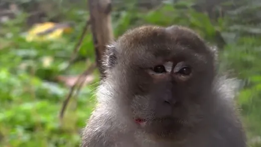 Reportage: Die Tierärztin aus dem Schwarzwald