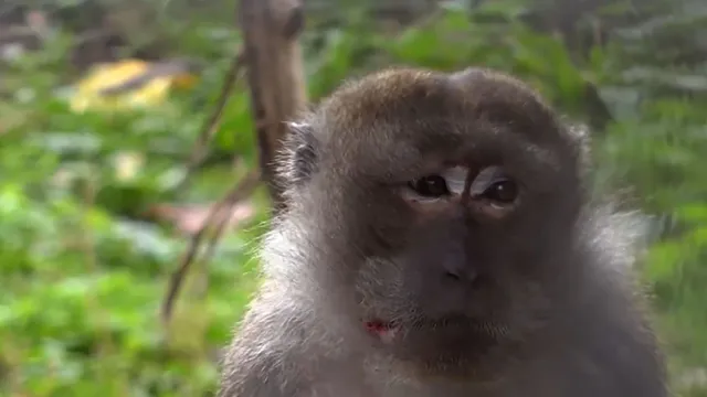Reportage: Die Tierärztin aus dem Schwarzwald